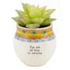 Natural Life Faux Succulent All Kinds Of Amazing Mini Planter, 2"